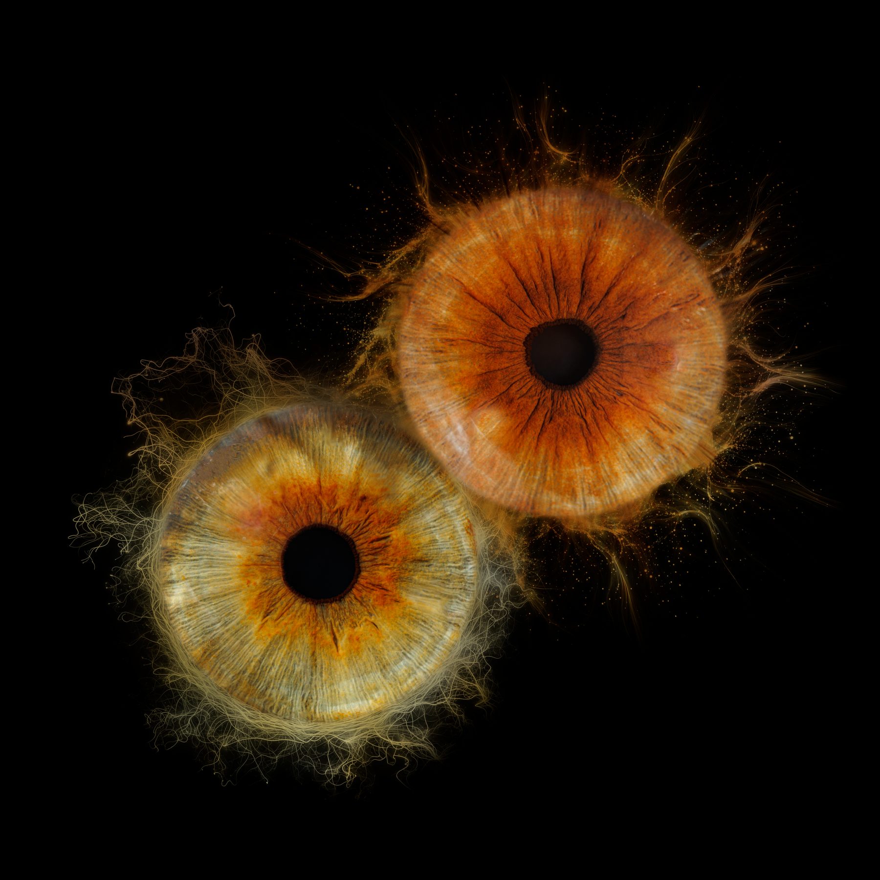 Two irises on a black background