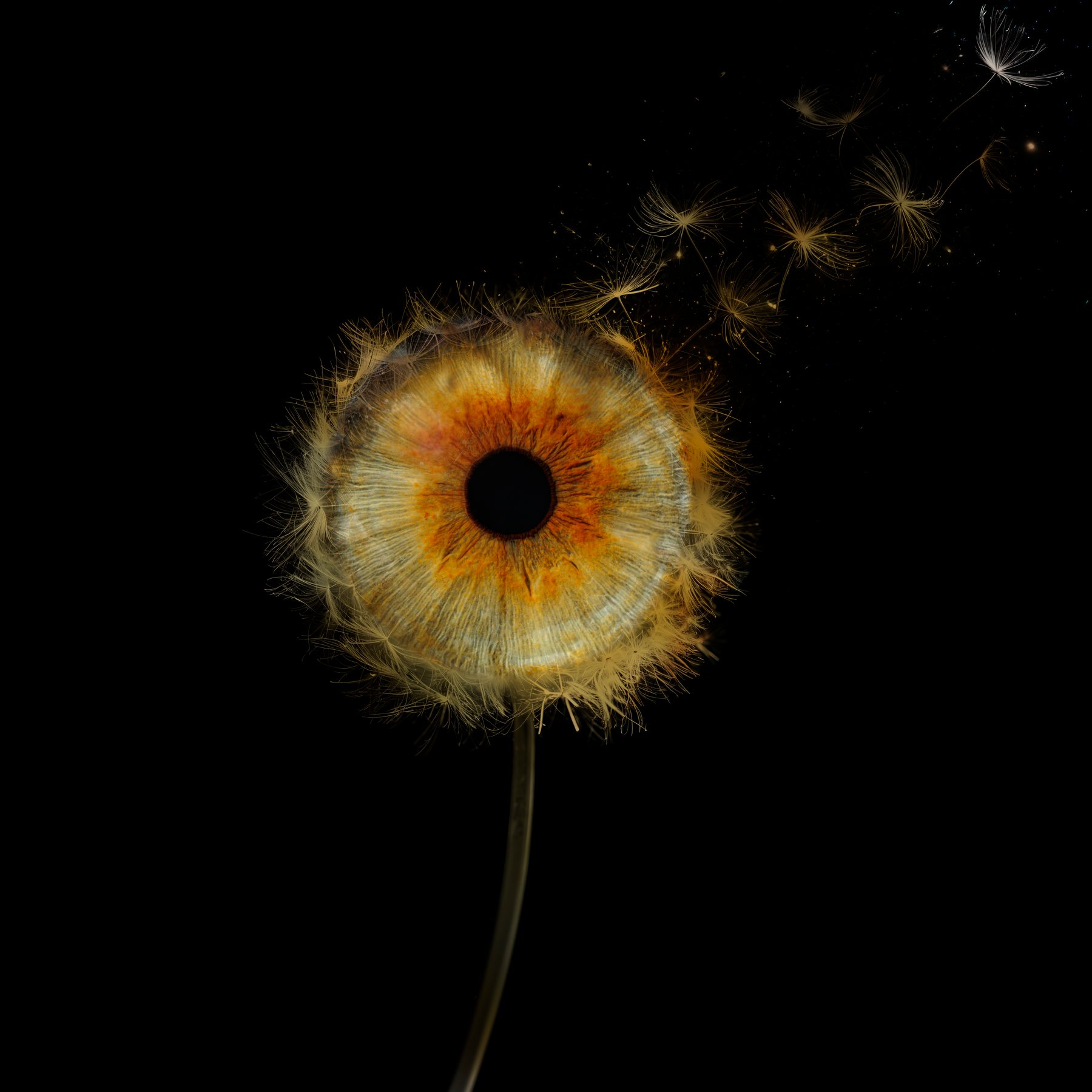 Iris, Dandelion style